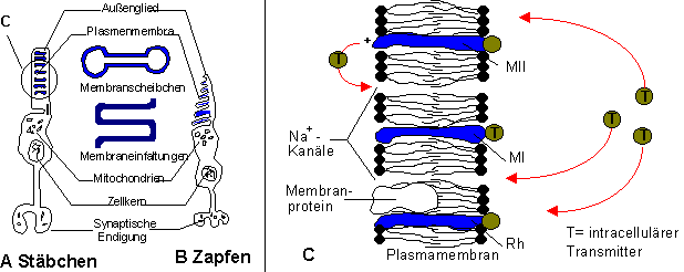Transduktion in der Retina